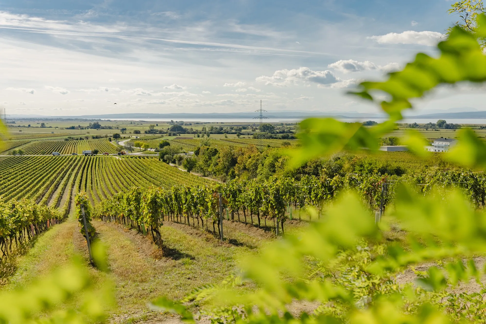 Radweg durch die Weingärten am Weinweg Gols im Burgenland